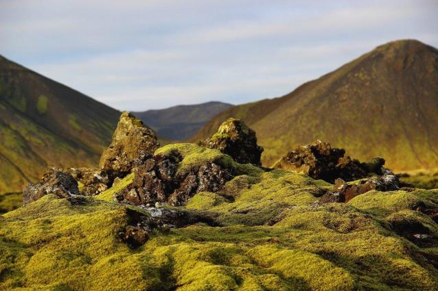 Moosbewachsenes Lavafeld