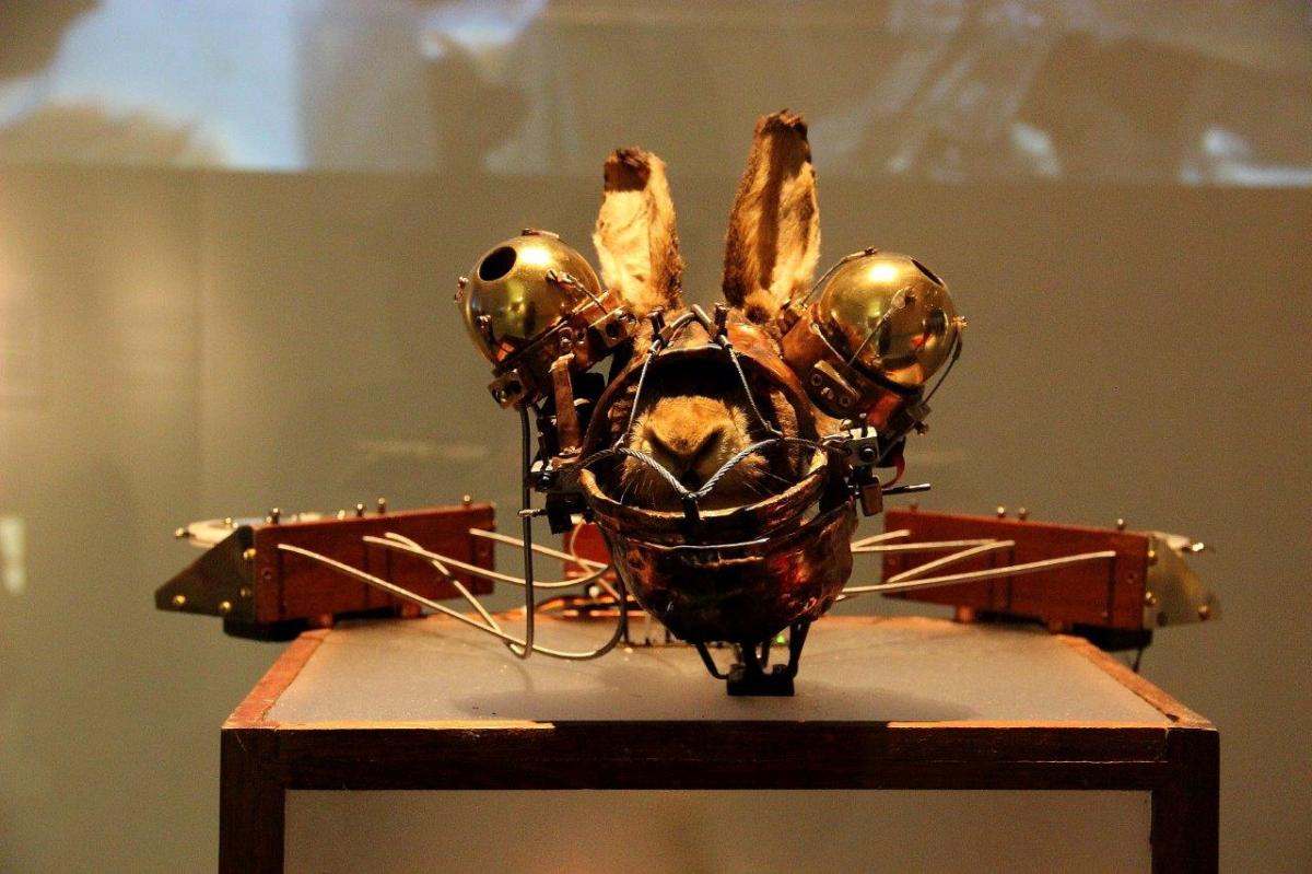 Nature Rewired Kaninchen