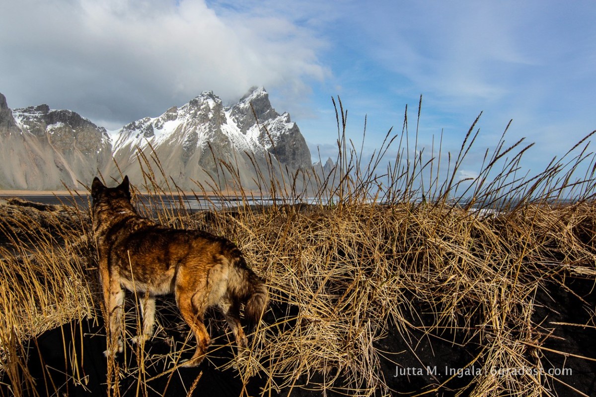 Balto, Skalatindar und Vesturhorn