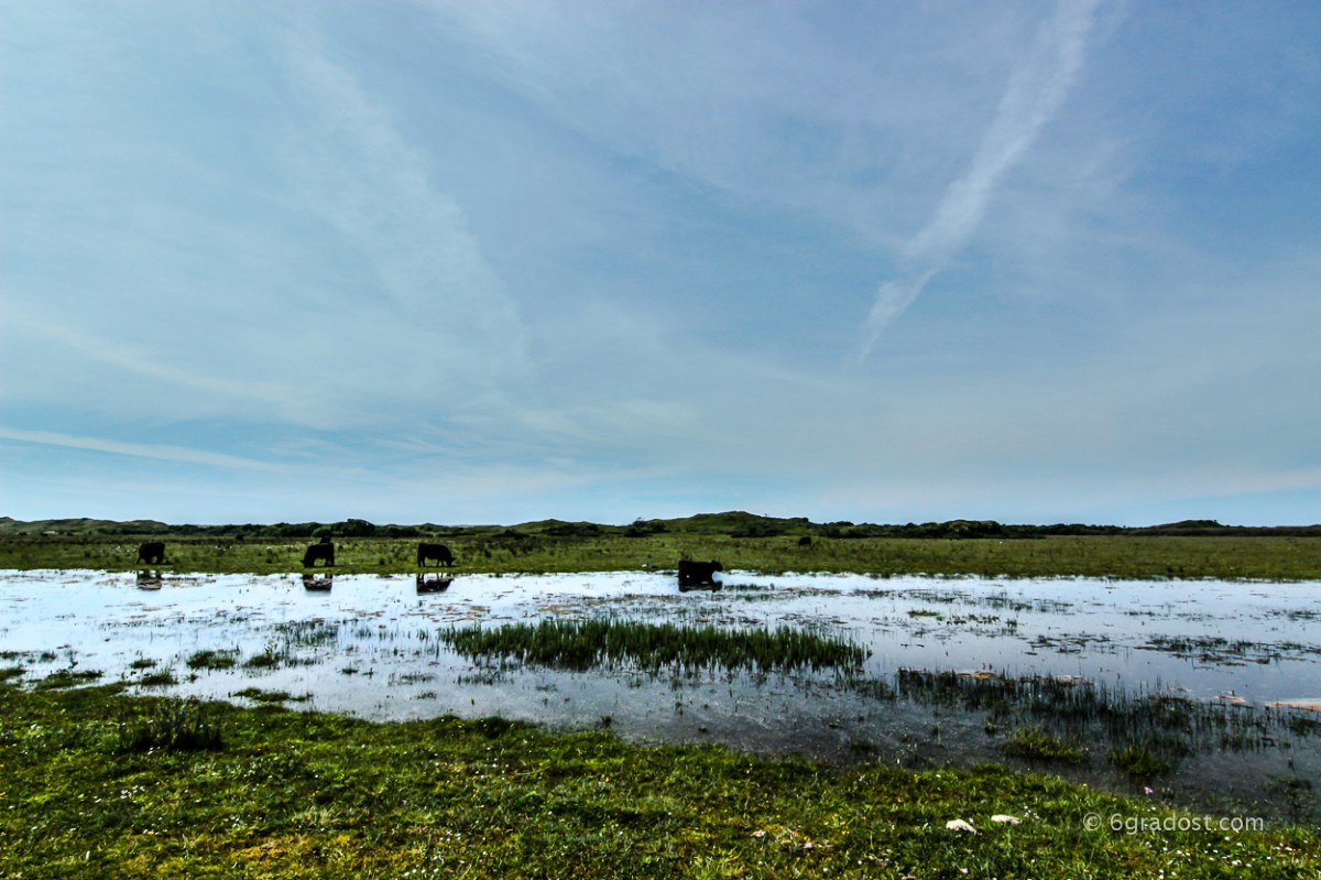 Wasserbüffel in De Muj