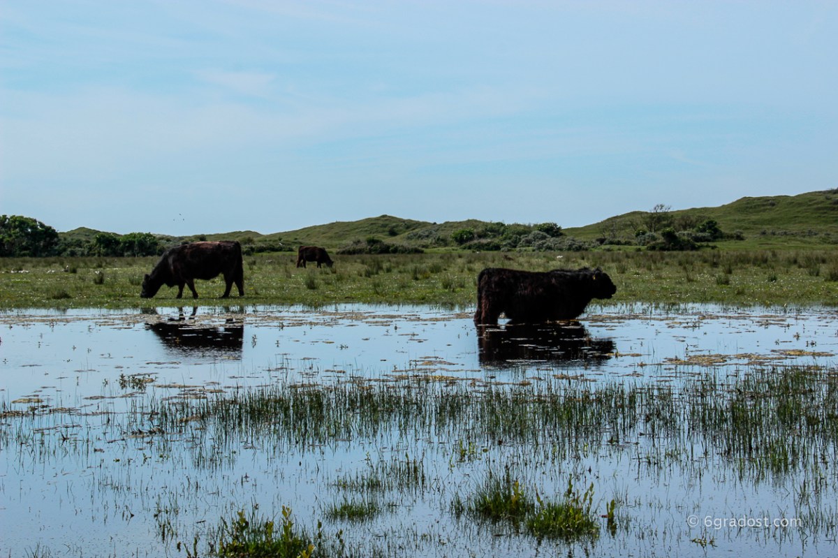 Gutmütige Wiederkäuer
