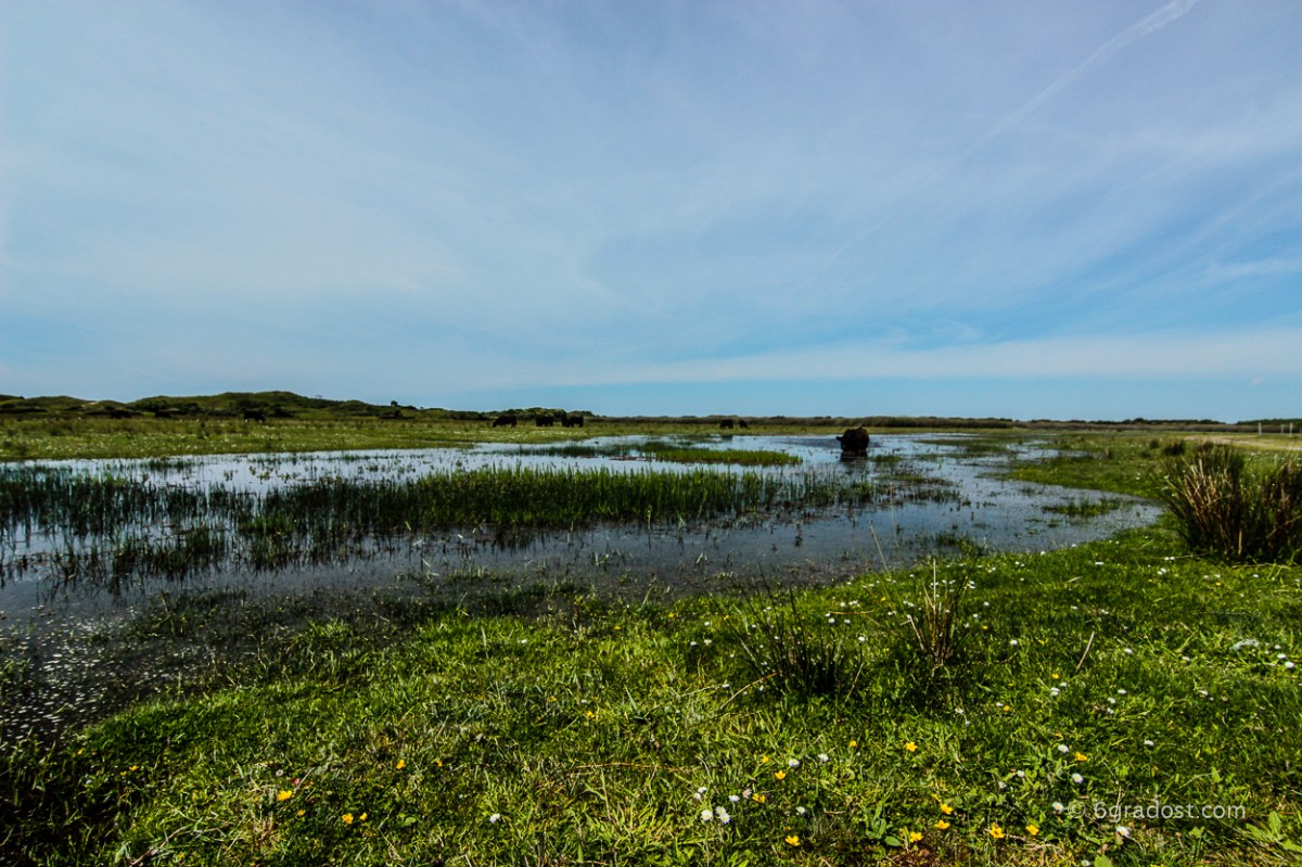 Wasserbüffel in De Muj