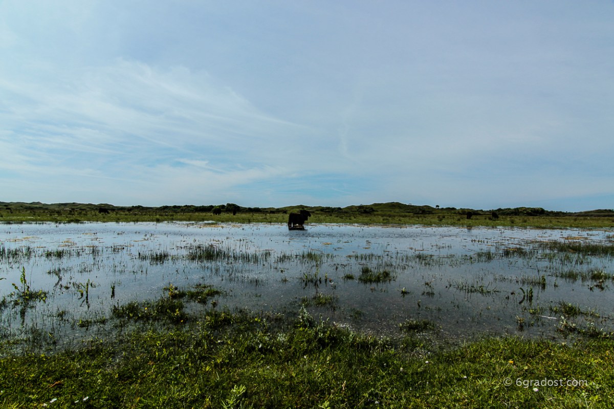 Jagdgründe für Wasserbüffel