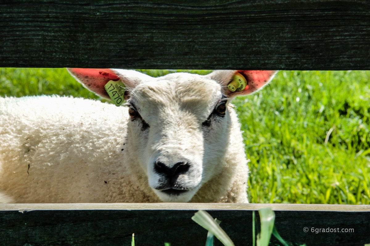 Lämmerzeit auf Texel
