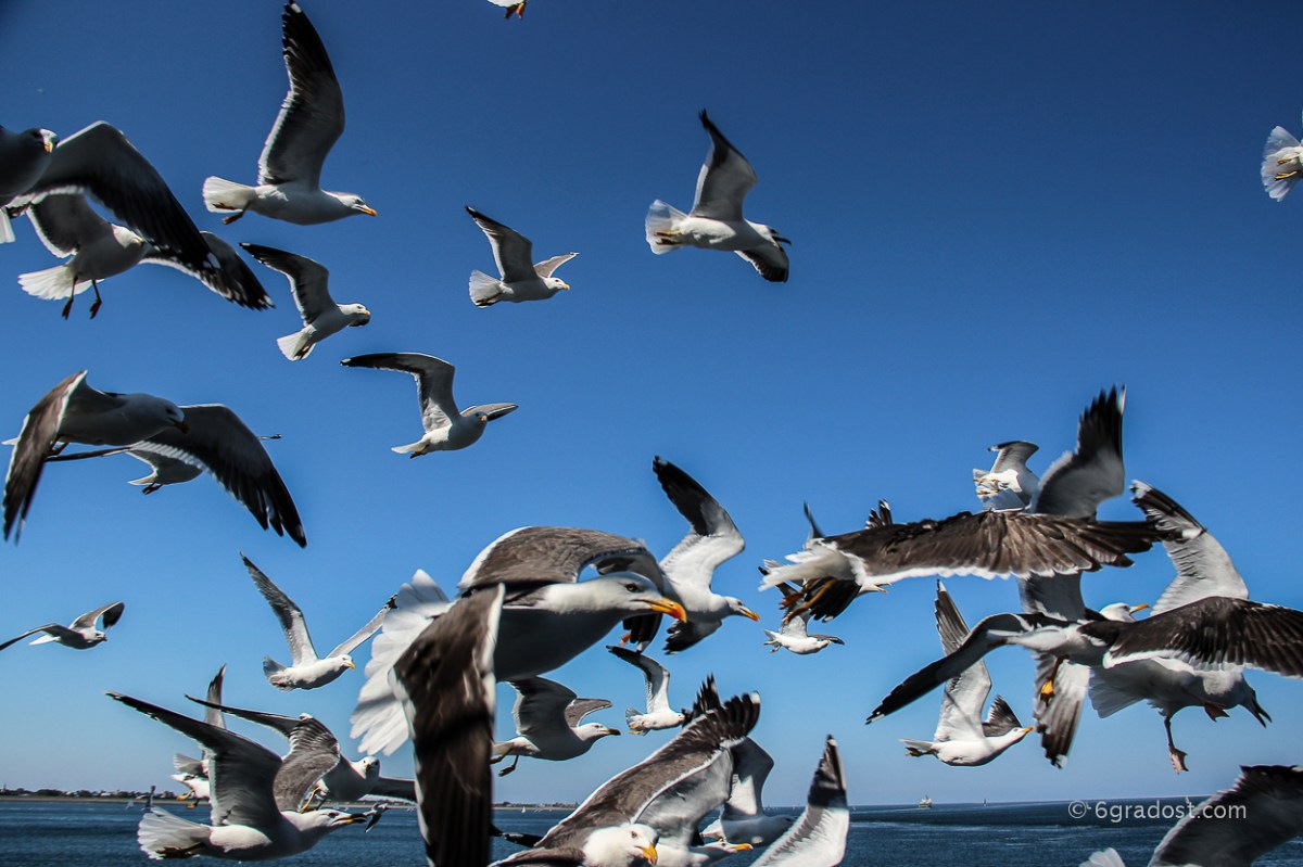 Kreischend und gierig