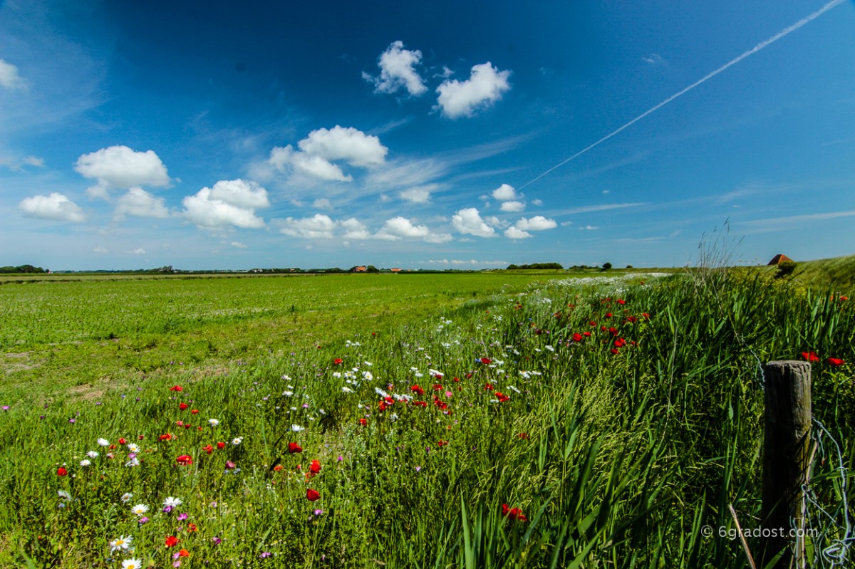 Komm, lass uns Blumen pflücken!