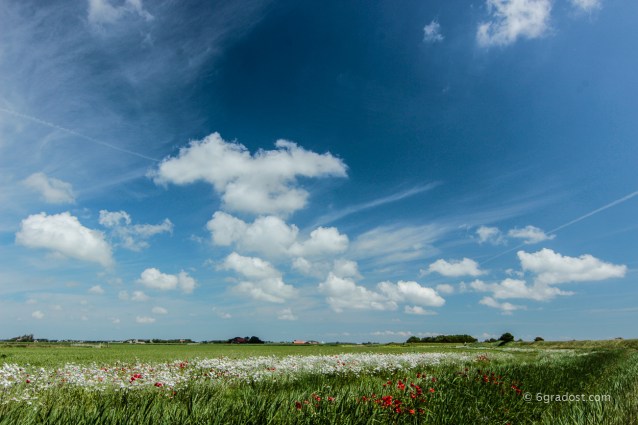 Texel-Mohn_MG_6273-2