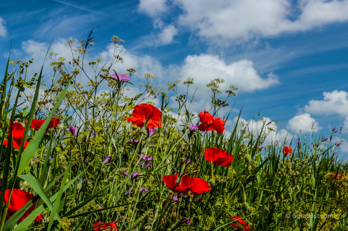 Und immer wieder Mohn