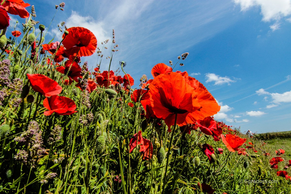 Mohn in voller Blüte