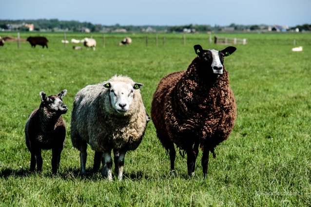 Texel-Schafe_MG_6163-2