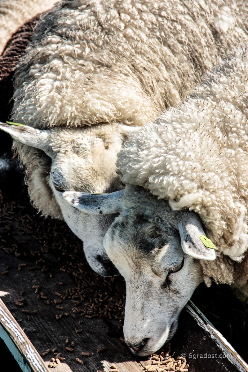 Typische "Texelaars" sind weiß