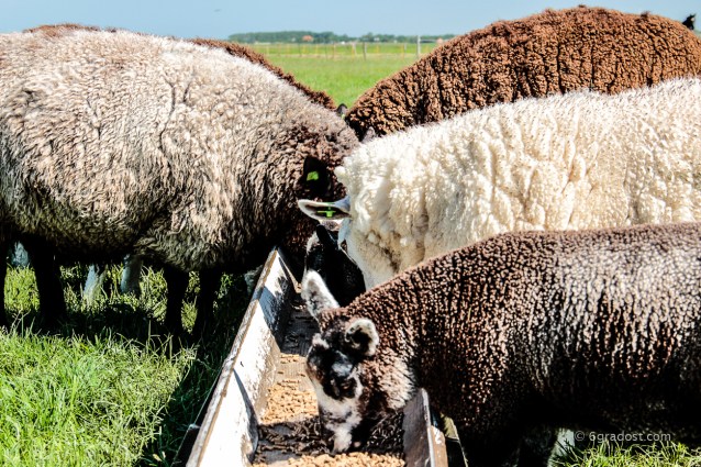Texel-Schafe_MG_6187-2