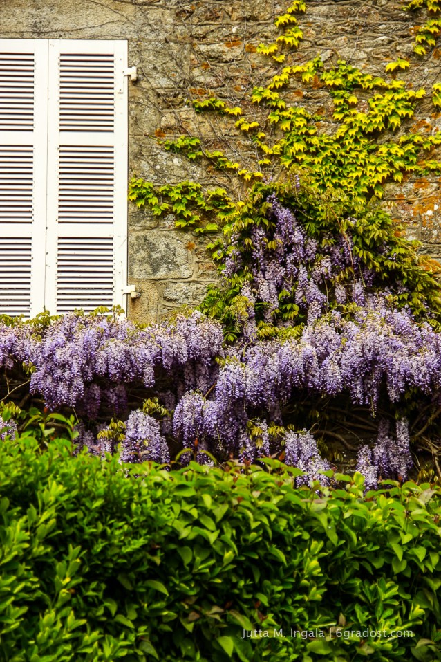 Frankreich-Bretagne-SaintCastLeGuildo-Glyzinie-6GradOst_MG_1543