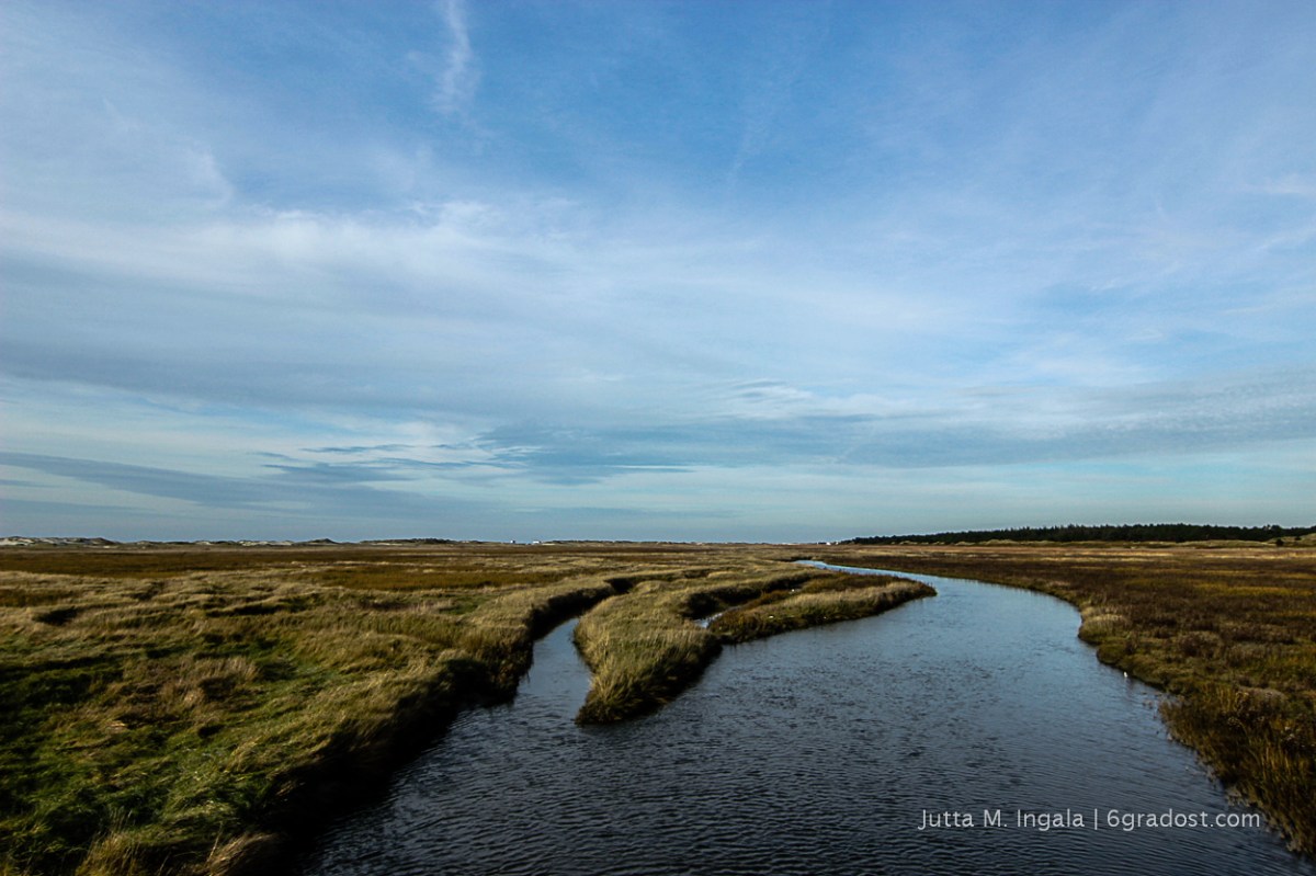 Paradies für Wasservögel: Salzwiesen
