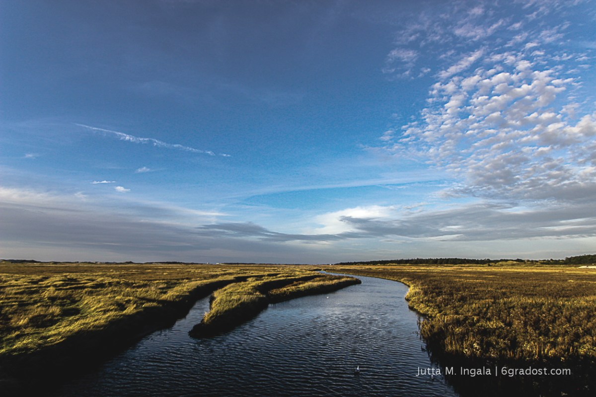 Salzwiesen in St. Peter-Ording