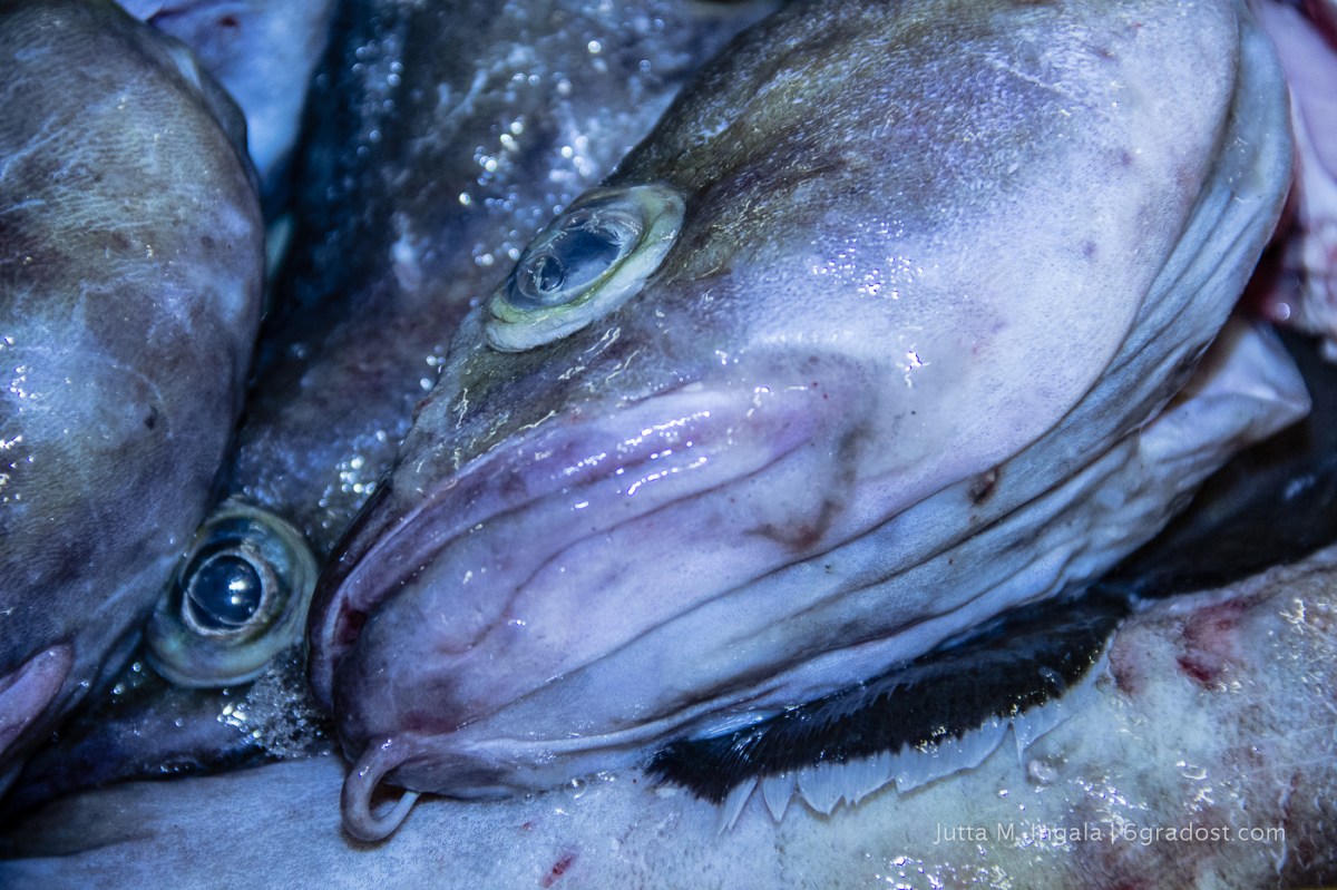 Die kleineren Seemonster