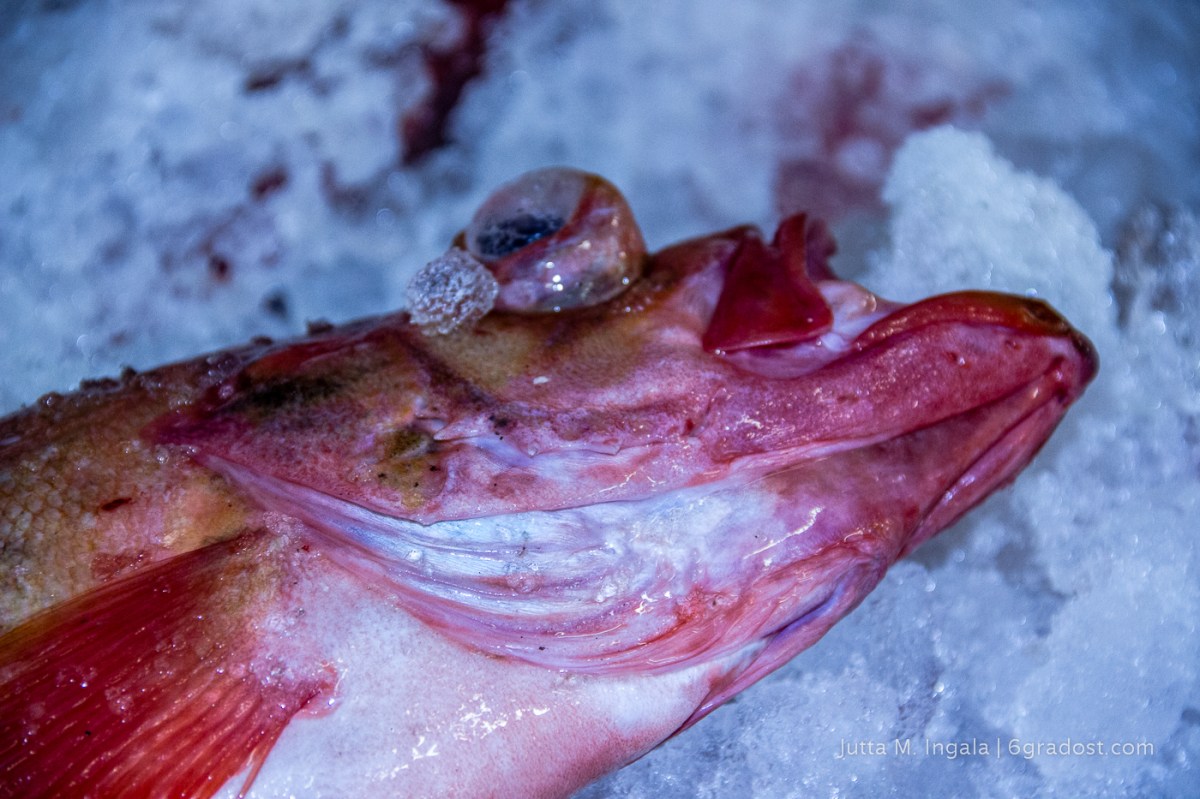 Rot und glupschäugig