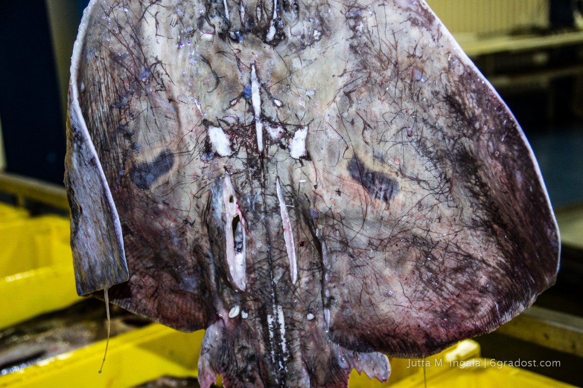 Rochen - Festessen zum Weihnachstfest