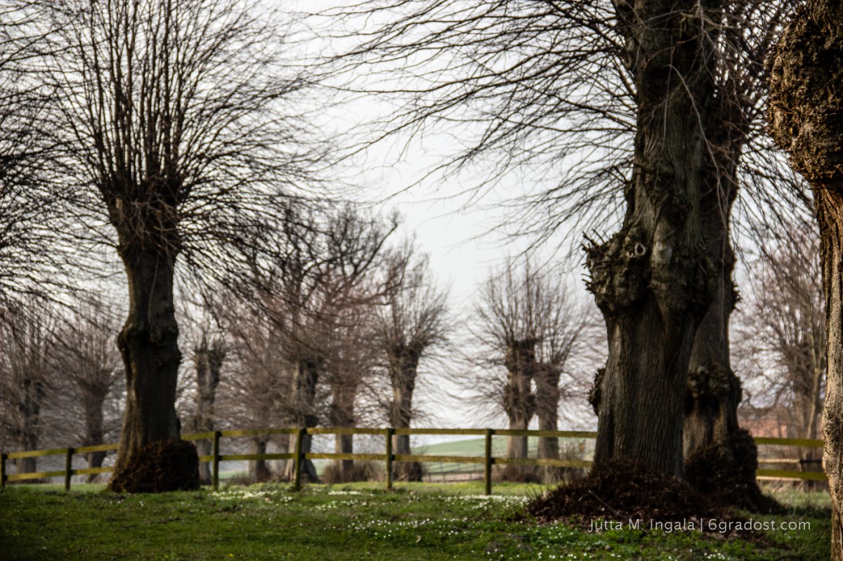 In Panker erzählen selbst die Bäume Geschichten