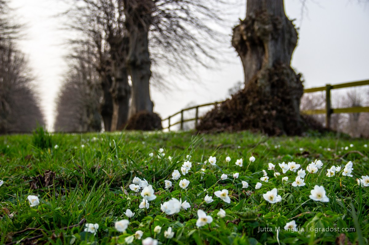 Frühlingserwachen an der Kapelle von Panker