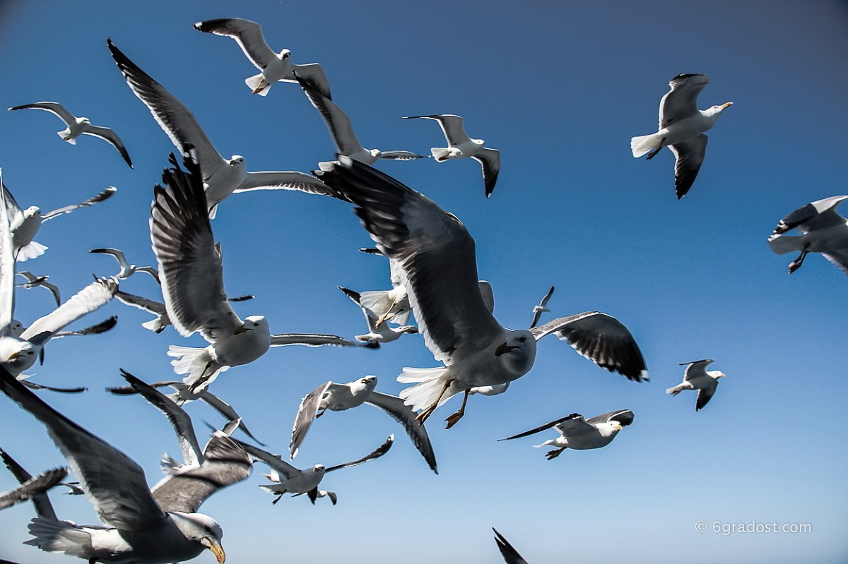 Möwen über der Fähre nach Texel