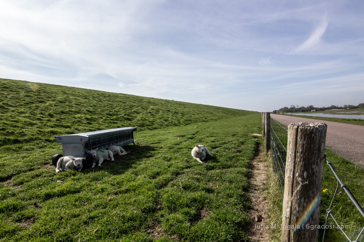 Sonne ist nichts für Schafe