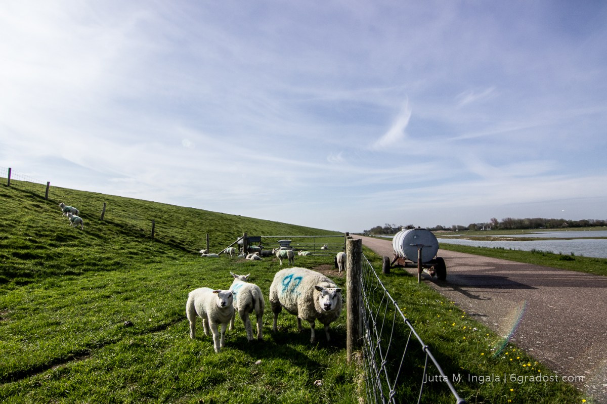 Einem sind die Besucher schnuppe...