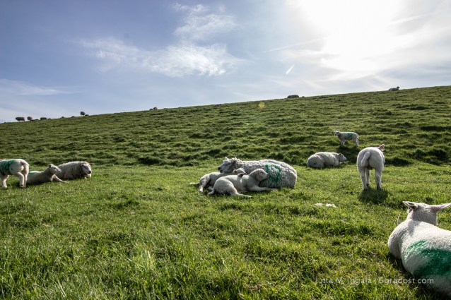 Niederlande-Texel-Utopia-Schafe_MG_1005