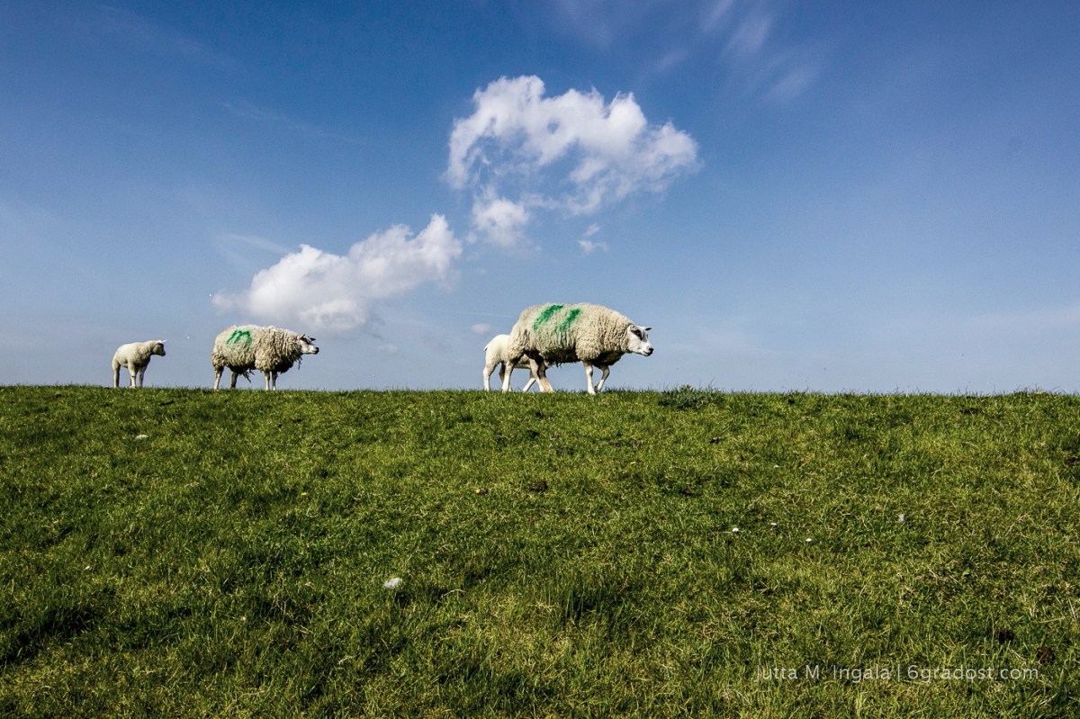 Beobachtet auf Texel: Schafe laufen gern in Reih und Glied