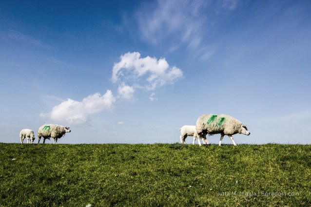 Niederlande-Texel-Utopia-Schafe_MG_1038