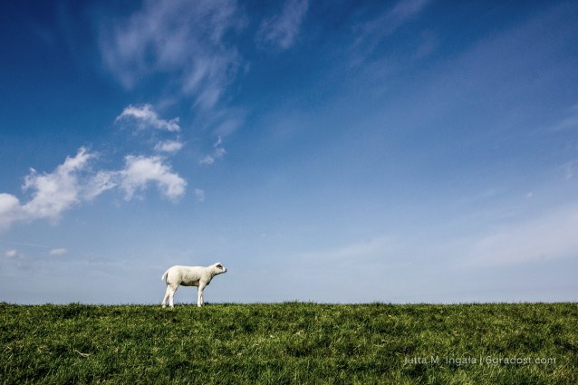 Niederlande-Texel-Utopia-Schafe_MG_1041