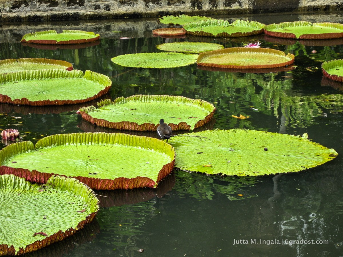 Nympheas auf Mauritius