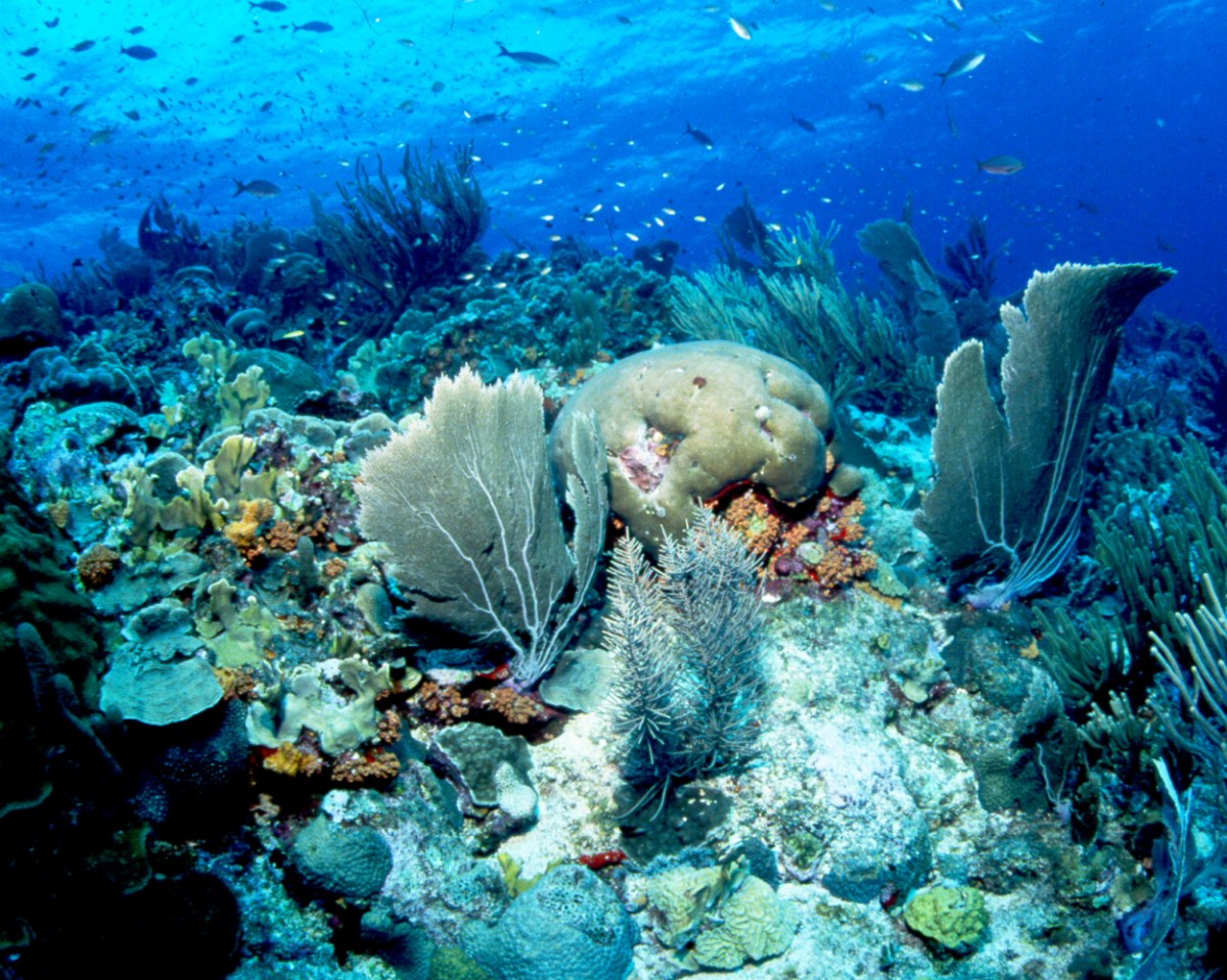 Bunte Unterwasserwelt