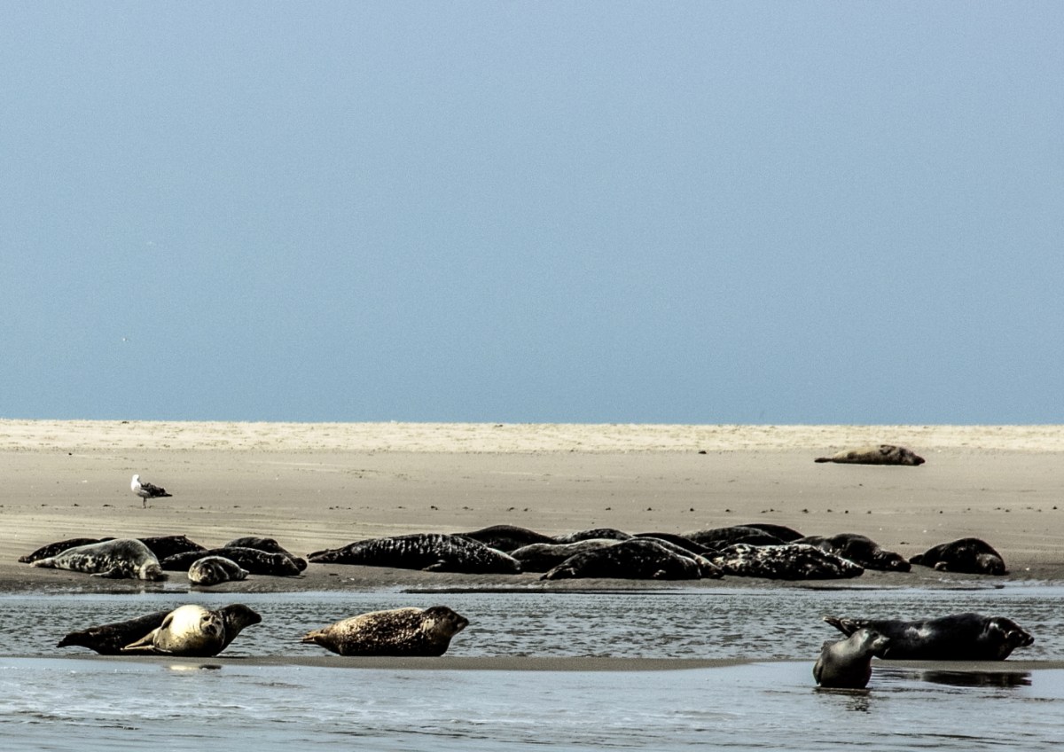 Zur Abkühlung ins Wasser
