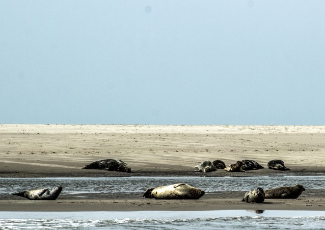 Sonnenbaden auf "De Razende Bol"