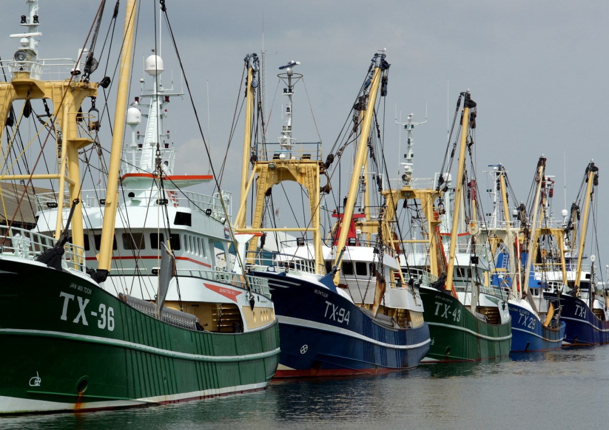 Flotte im Hafen von Oudeschild