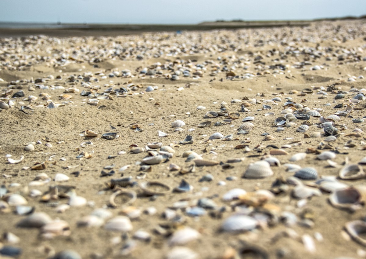 Meer aus Muscheln