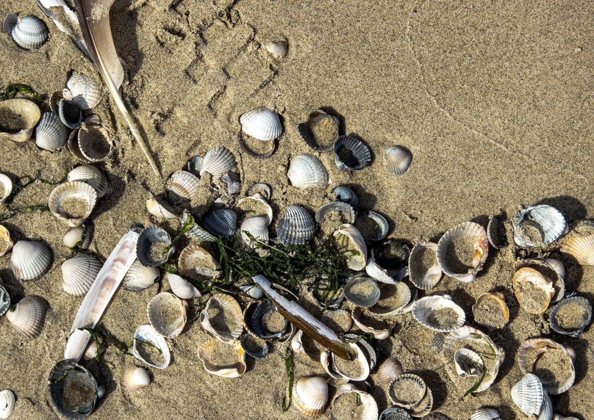 Fundstücke für Muschelsucher