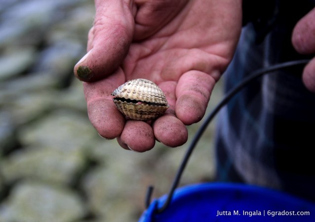Kleine Meeresbewohner
