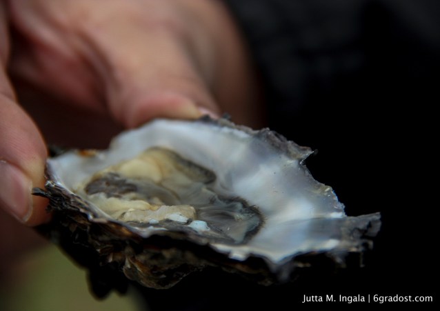 Zitrone lässt fangfrische Austern zucken
