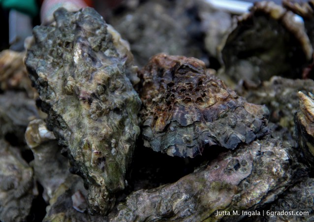 Archaisch: die Auster