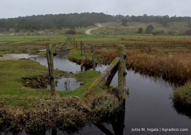 Zwischen Watt und Weide