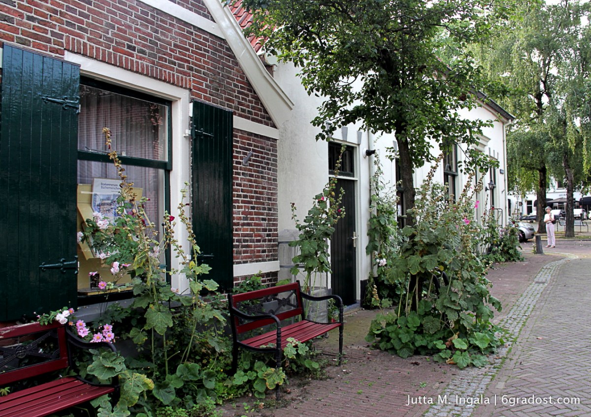 Stockrosen erobern das Pflaster