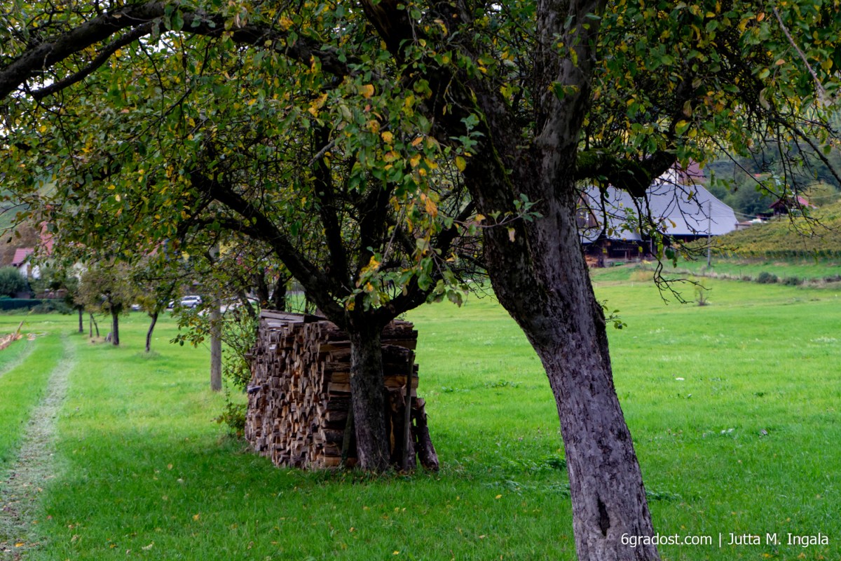 Obstbäume am Wanderweg