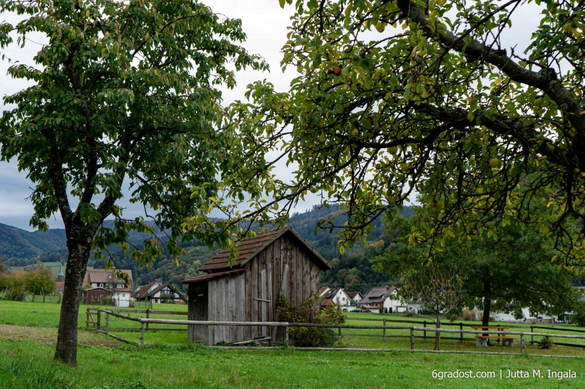 Windschief verwittert, dabei ausnehmend hübsch