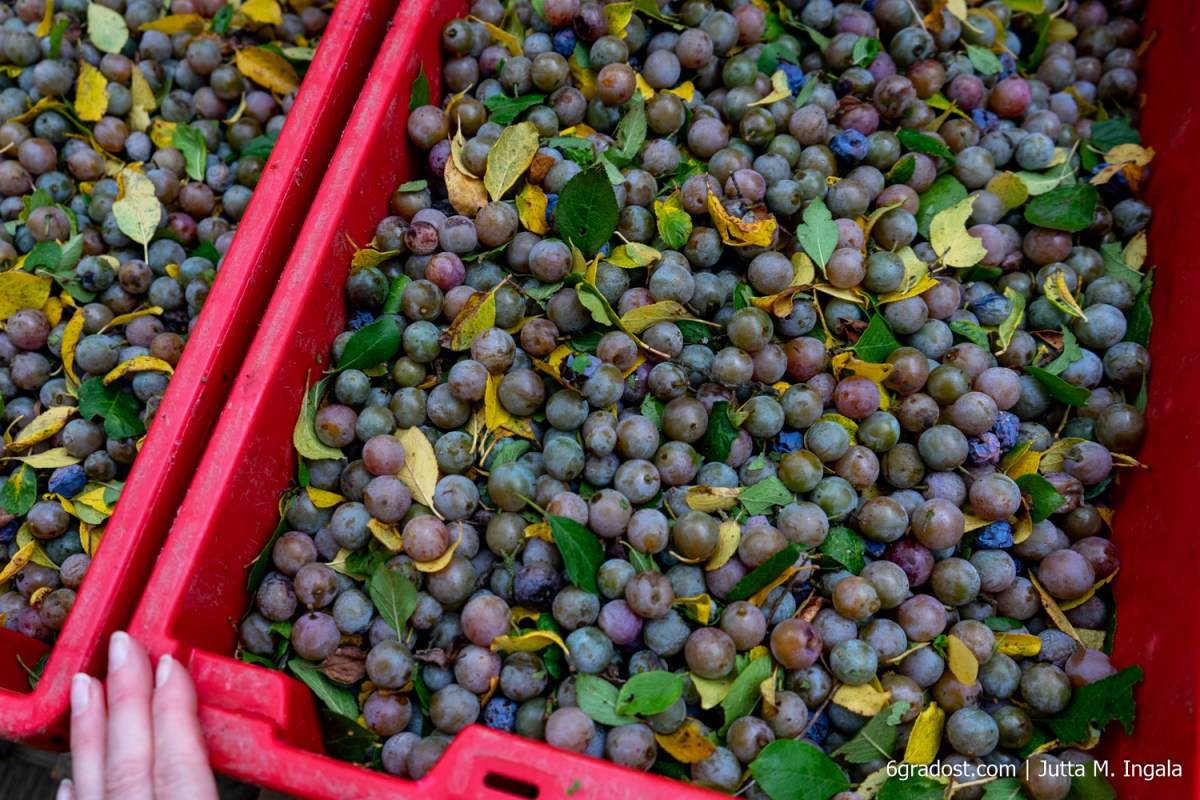 Zibarten, eine alte Wildpflaumenart