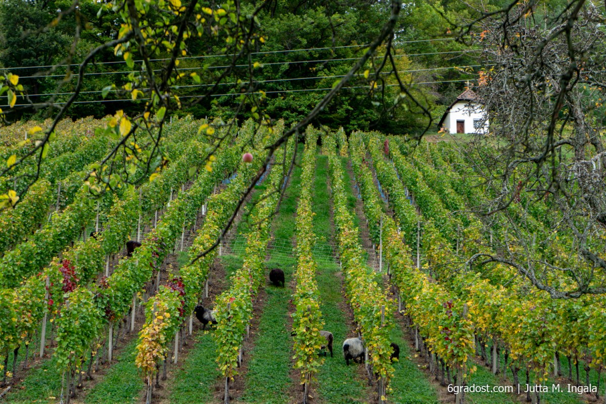 Schafe halten das Gras zwischen den Rebzeilen kurz