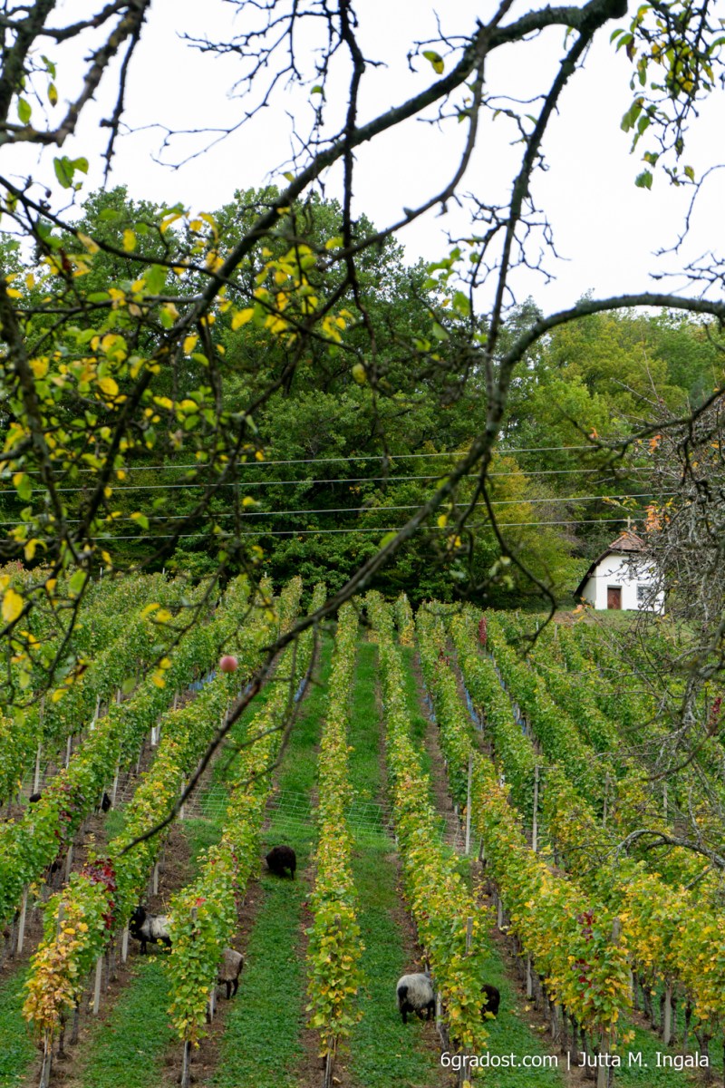Hang mit Rebhäusle. Früher Schutz und Wachposten