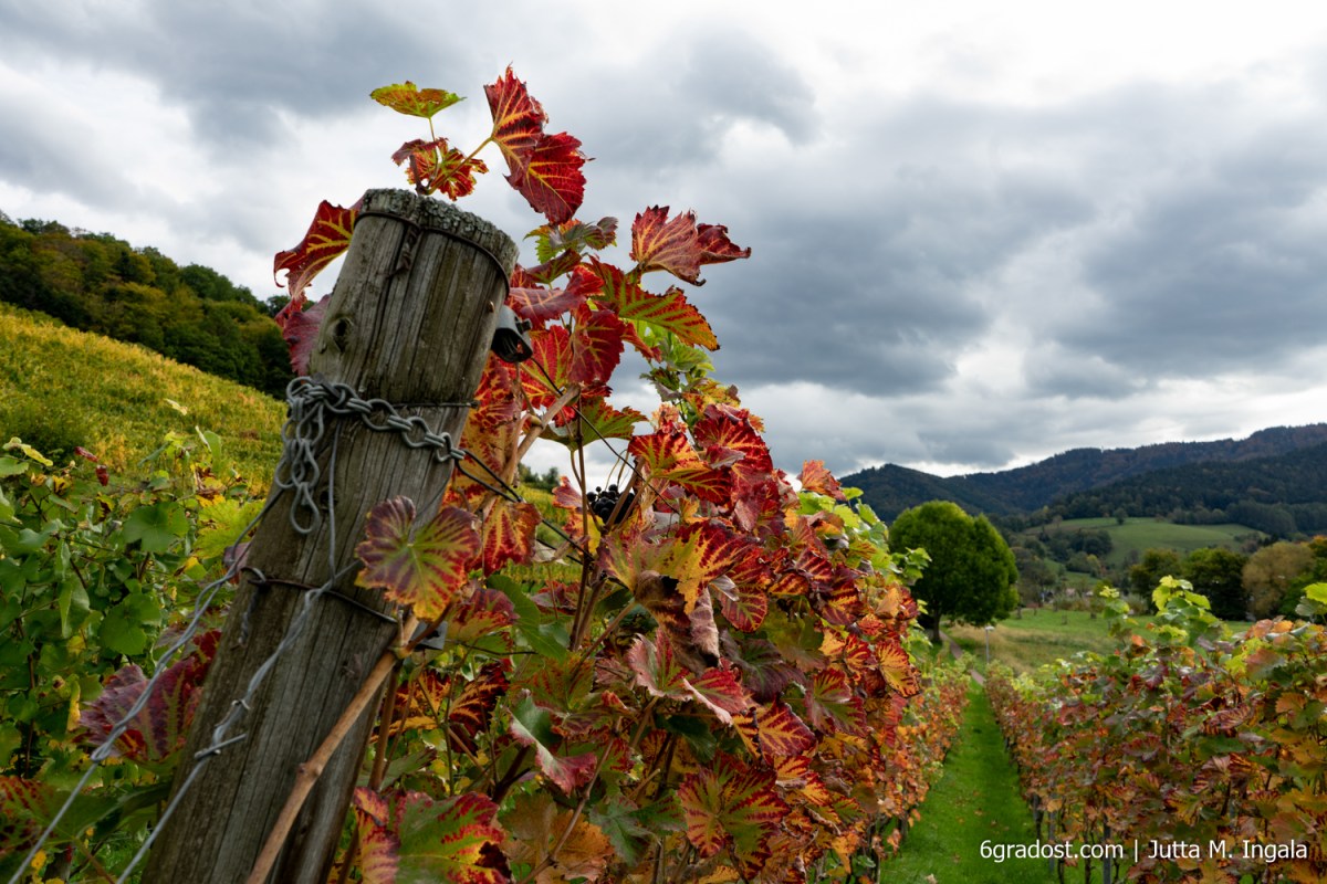 Wandernd zwischen Rebzeilen im Glottertal