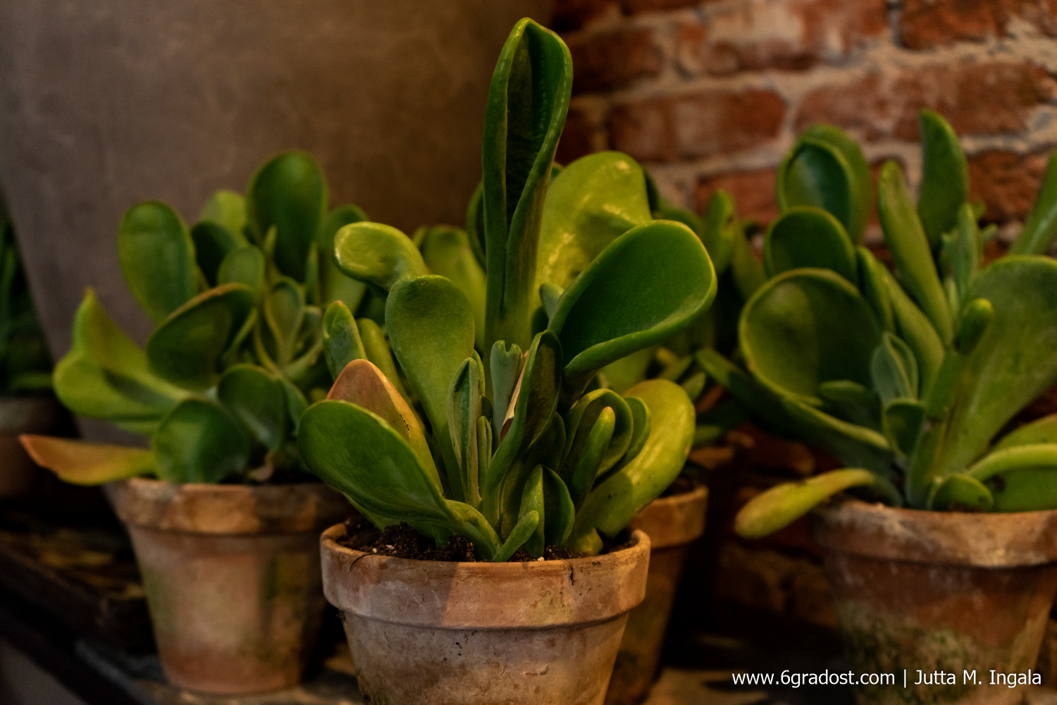 Fettpflanzen bei Horta Bloembinders, Lange Hofstraat 13